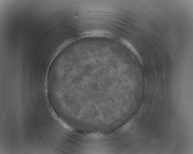 X0000073980994200609181712