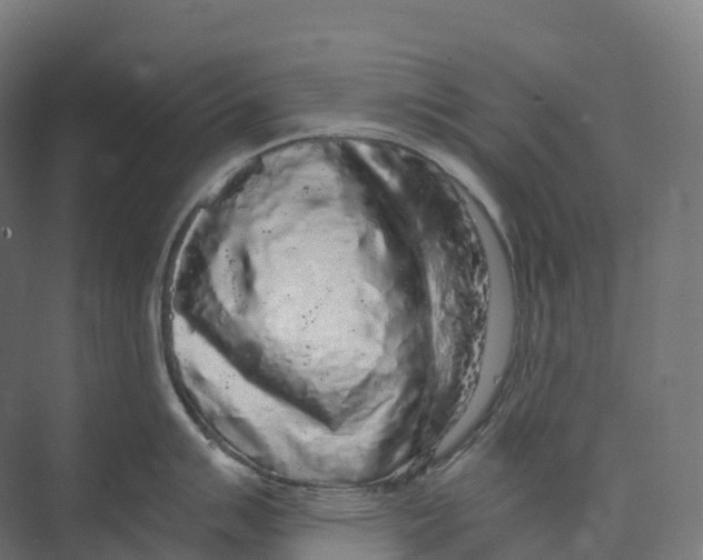 X0000073981007200609181711