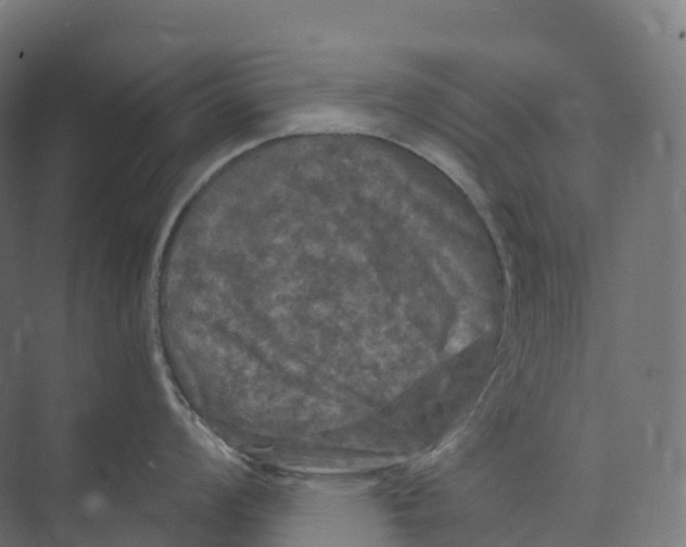 X0000073981008200609181711