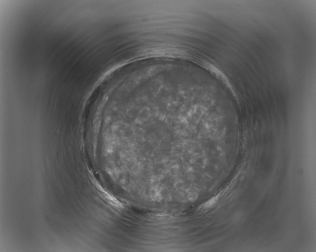 X0000073981019200609181711