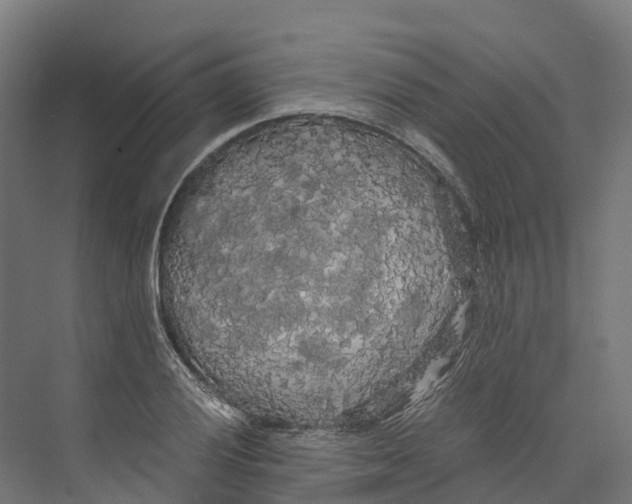 X0000073981028200609181711