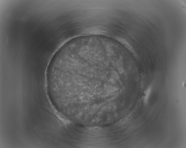 X0000073981031200609181711