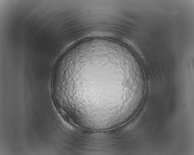 X0000073981033200609181711