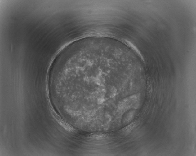 X0000073981035200609181711