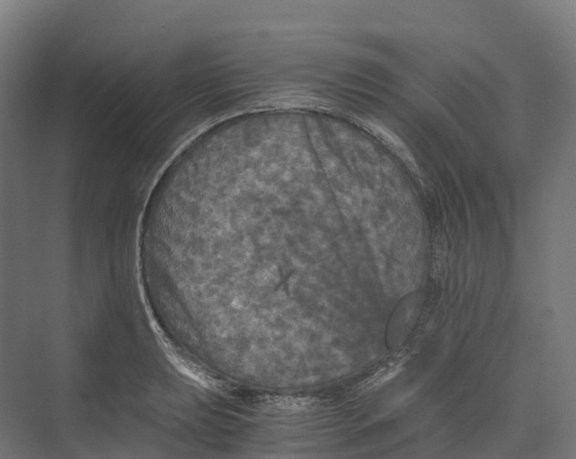 X0000073981039200609181711