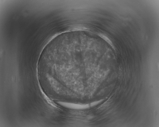 X0000073981047200609181711