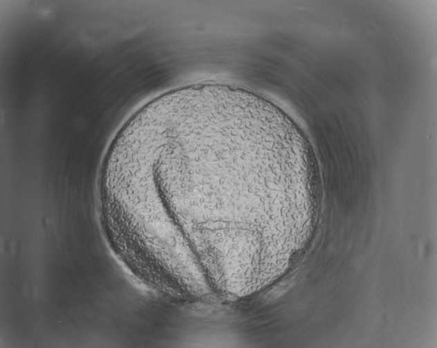 X0000073981056200609181711