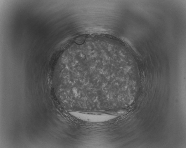 X0000073981063200609181710