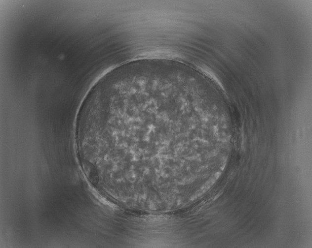 X0000073981087200609181710