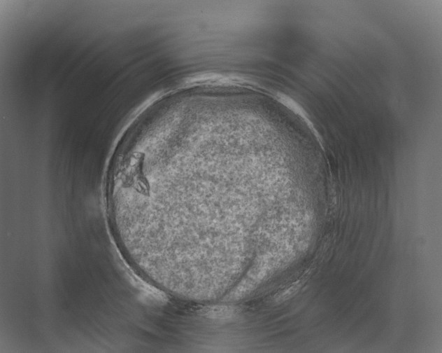 X0000073981090200609181710