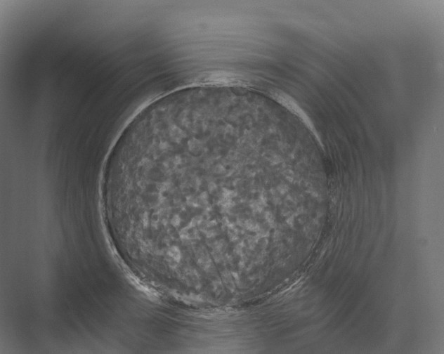 X0000073981091200609181710