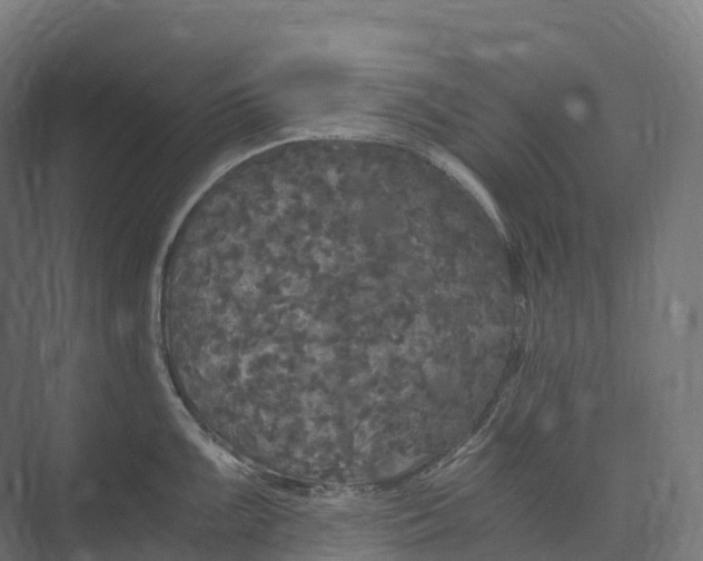 X0000073981099200609181710