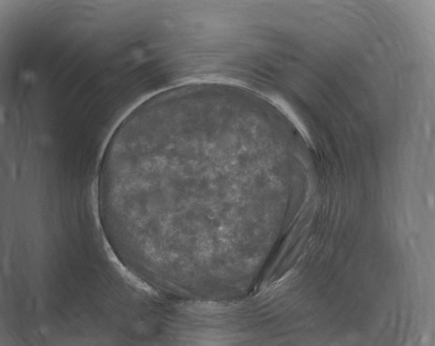 X0000073981100200609181710