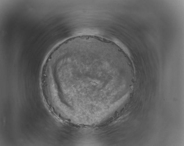 X0000073981104200609181710