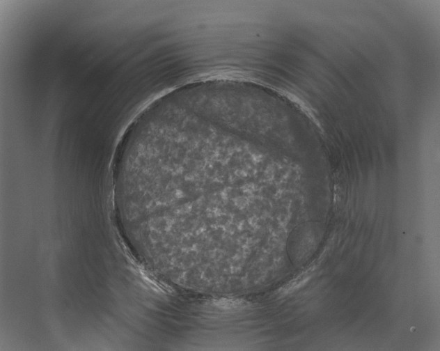 X0000073981117200609181709