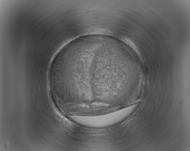 X0000073981120200609181709