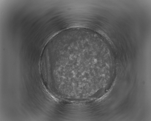 X0000073981121200609181709