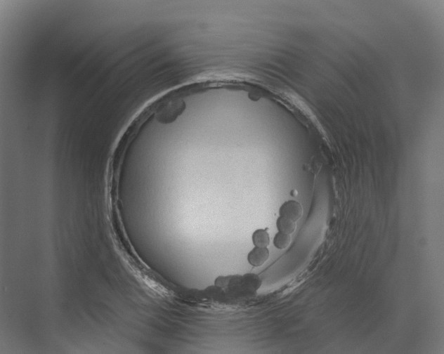 X0000073981124200609181709