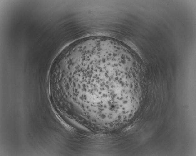 X0000073981127200609181709