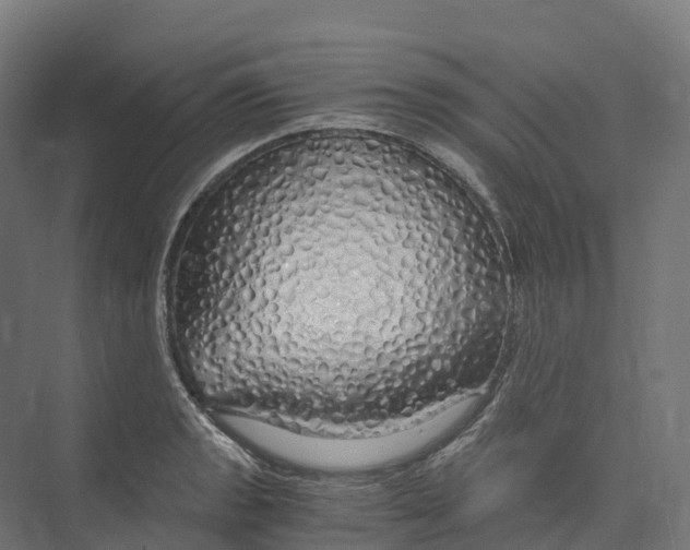 X0000073981133200609181709