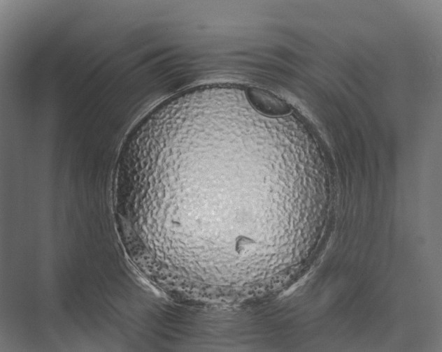 X0000073981137200609181709