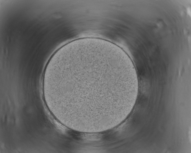 X0000073981150200609181710