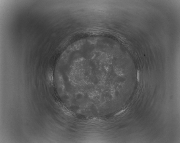 X0000073981155200609181709