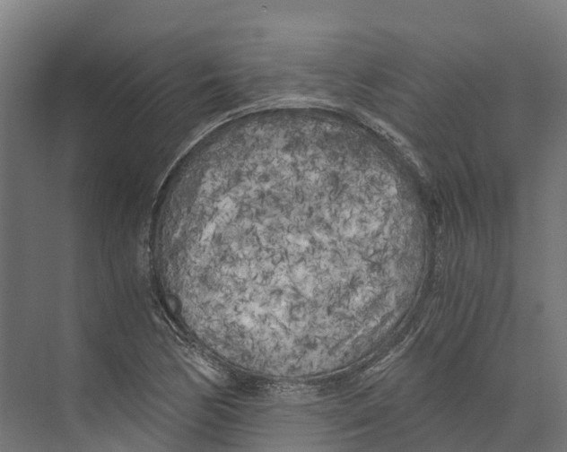 X0000073981170200609181709