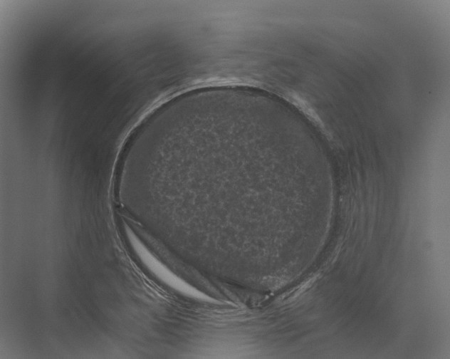 X0000073981173200609181709