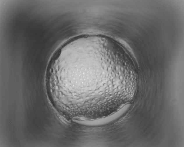 X0000073981183200609181708