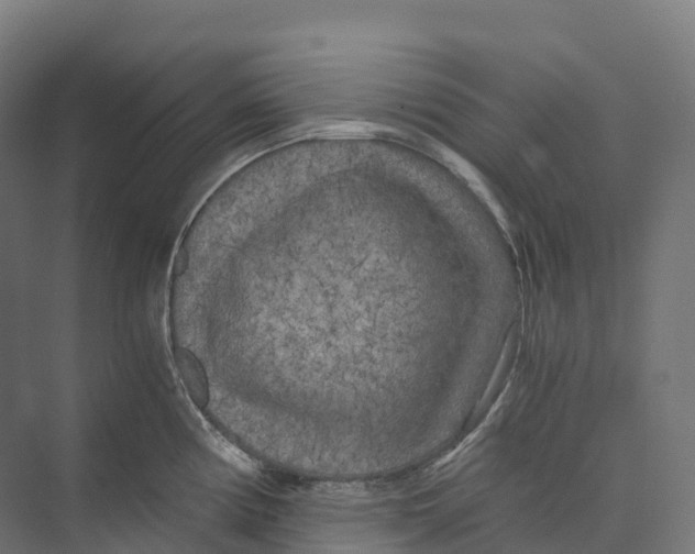 X0000073981194200609181708