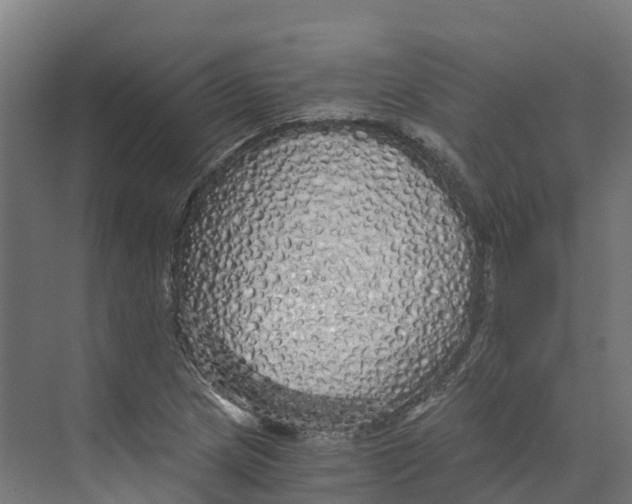 X0000073981217200609181708