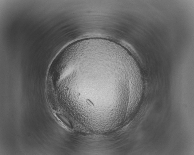 X0000073981236200609181708