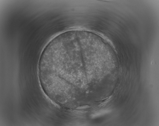 X0000073981239200609181708