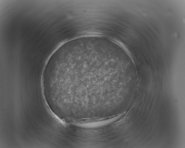 X0000073981243200609181708