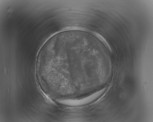 X0000073981244200609181708