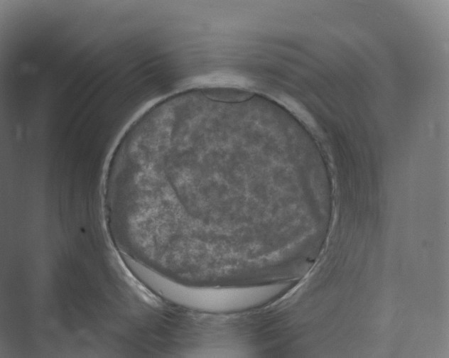 X0000073981248200609181708