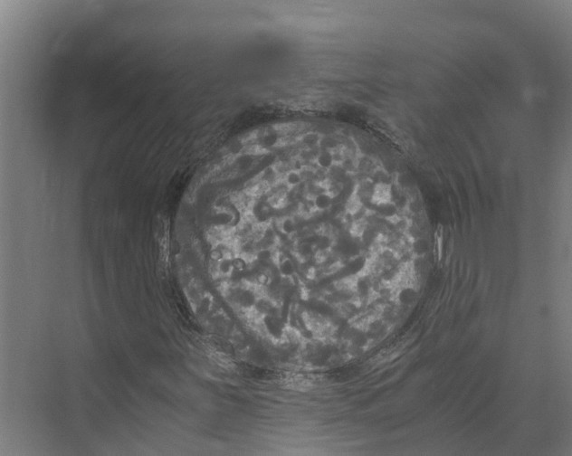 X0000073981251200609181707