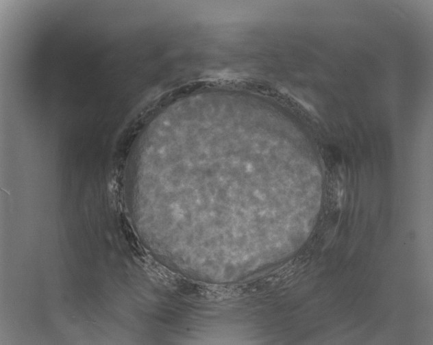 X0000073981254200609181707