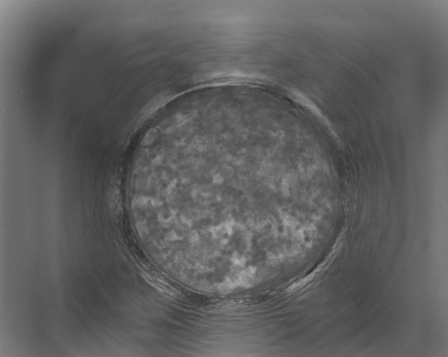 X0000073981259200609181707