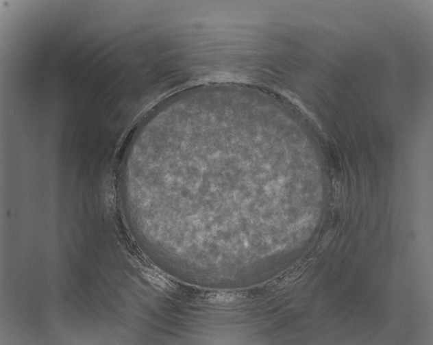 X0000073981266200609181707