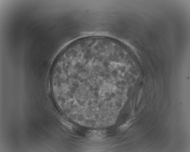 X0000073981271200609181707