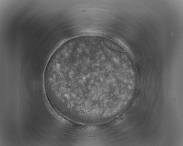 X0000073981283200609181707