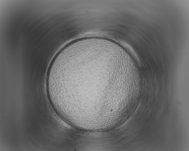 X0000073981288200609181707