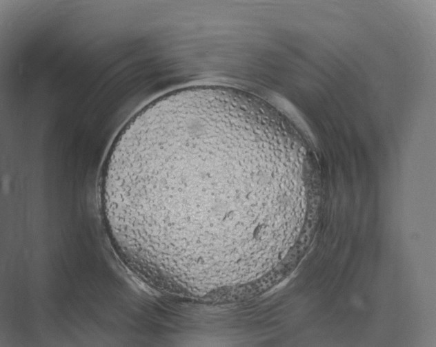 X0000073981292200609181707