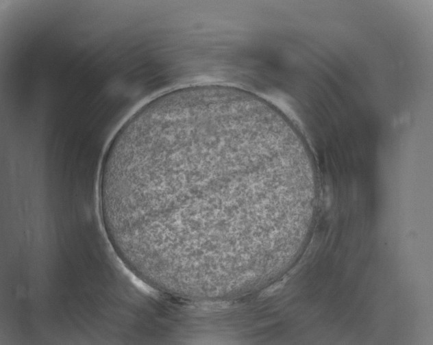 X0000073981294200609181707