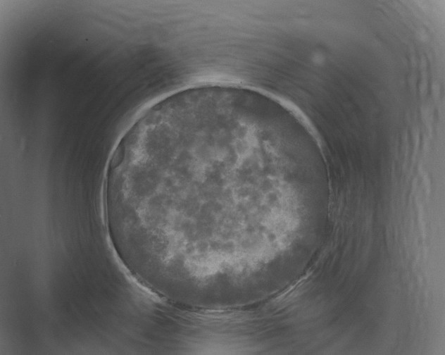 X0000073981295200609181707