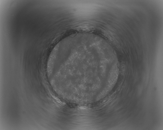 X0000073981297200609181706