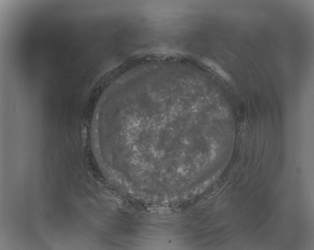 X0000073981302200609181706