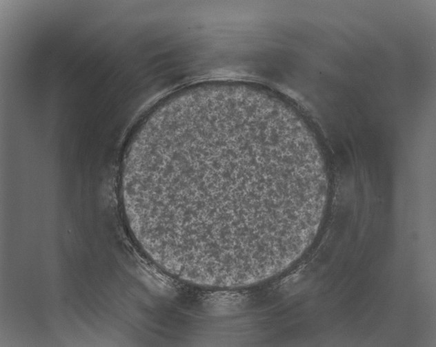 X0000073981314200609181706